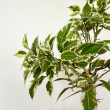 Load image into Gallery viewer, Variegated Ficus Benjamin’s
