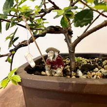 Load image into Gallery viewer, Chinese Elm

