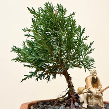 Load image into Gallery viewer, Juniper Shimpaku
