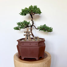 Load image into Gallery viewer, Large Juniper Squamata
