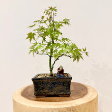 Load image into Gallery viewer, Japanese Maple

