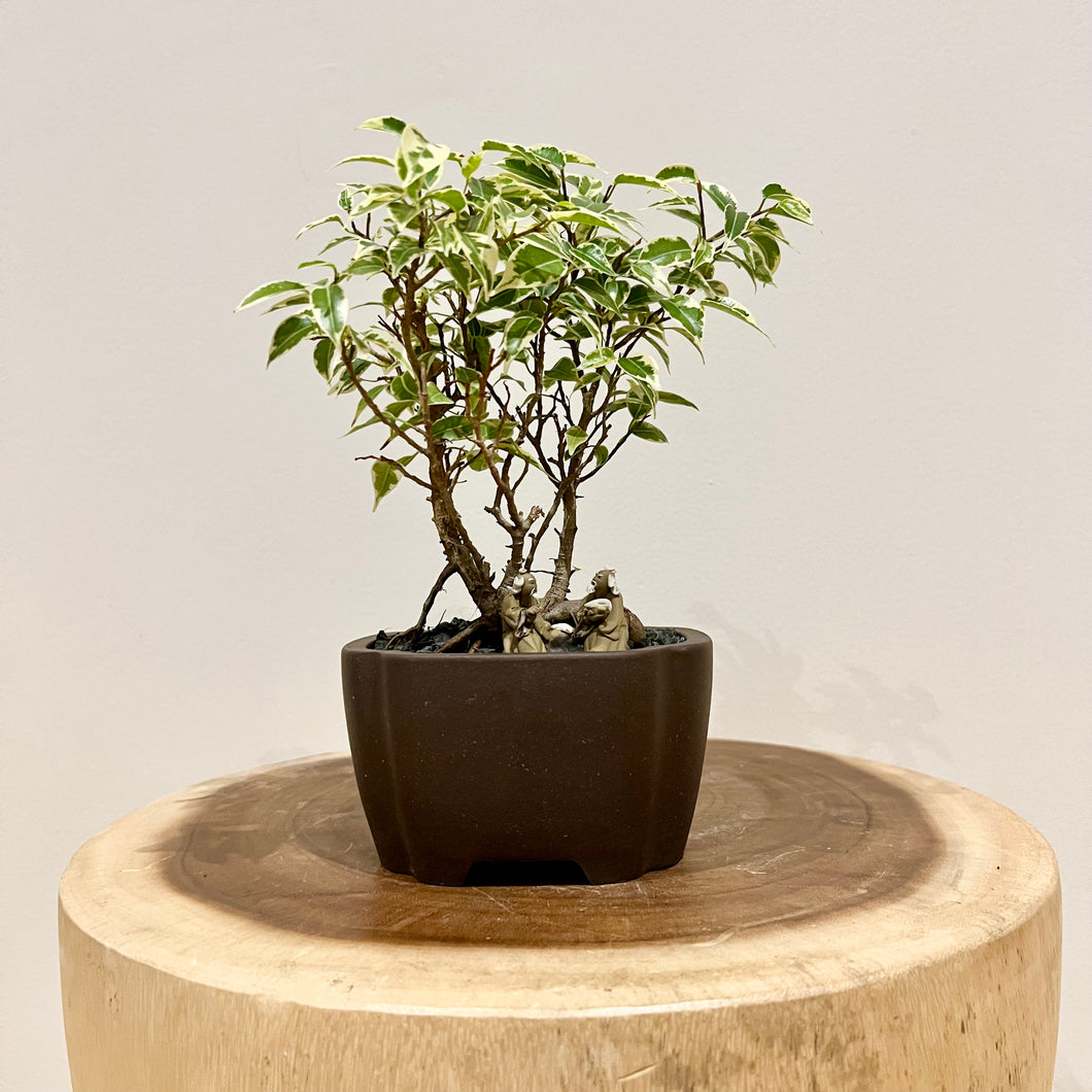 Variegated Ficus Benjamina