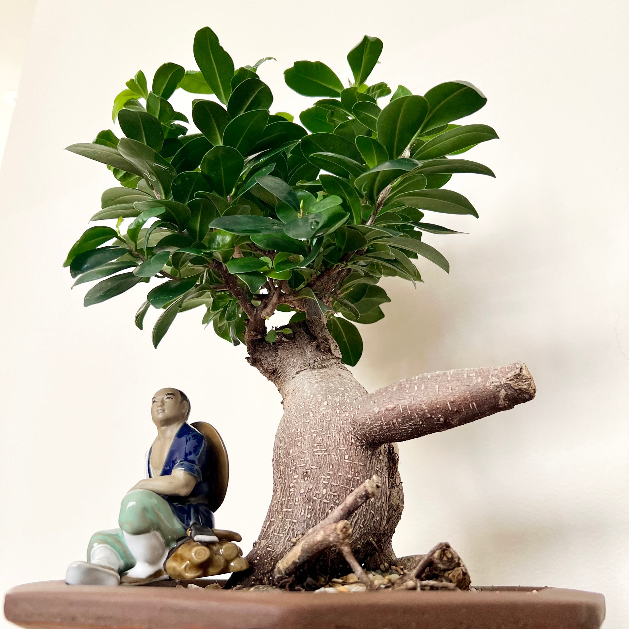 buddha belly bonsai tree Large Grafted Buddha Belly – B&G Plants and Pottery