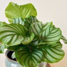 Load image into Gallery viewer, Calathea Orbifolia
