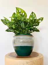 Load image into Gallery viewer, Monstera Swiss Cheese
