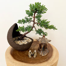 Load image into Gallery viewer, Juniper Squamata Arrangement
