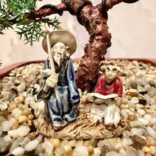 Load image into Gallery viewer, Large Juniper Squamata

