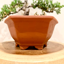 Load image into Gallery viewer, Juniper Squamata
