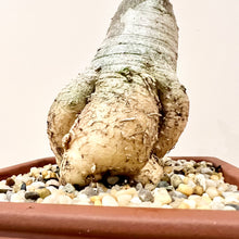Load image into Gallery viewer, Fockea Edulis Caudiciform
