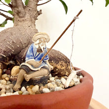 Load image into Gallery viewer, Ficus Bonsai
