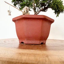 Load image into Gallery viewer, Hinoki Cypress

