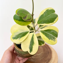 Load image into Gallery viewer, Variegated Hoya Kerrii
