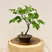 Load image into Gallery viewer, Trident Maple
