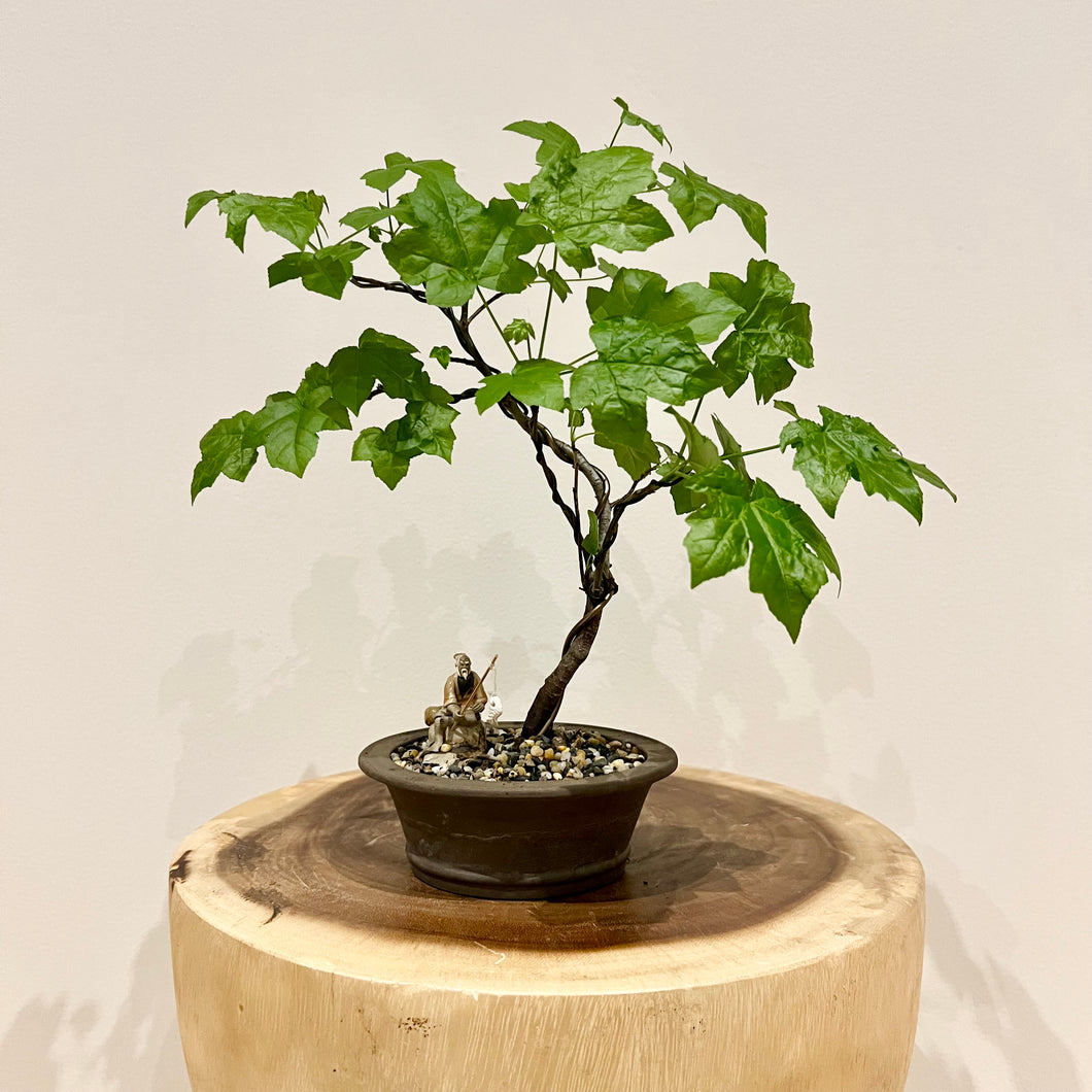 Trident Maple