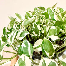 Load image into Gallery viewer, Snow Queen Pothos
