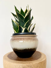 Load image into Gallery viewer, Sansevieria Lotus Hahnii
