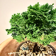 Load image into Gallery viewer, Hinoki Cypress
