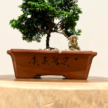 Load image into Gallery viewer, Hinoki Cypress
