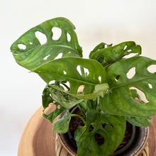 Load image into Gallery viewer, Monstera Adansonii
