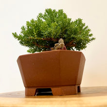 Load image into Gallery viewer, Petite Juniper Squamata
