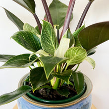 Load image into Gallery viewer, Philodendron Birkin
