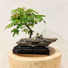 Load image into Gallery viewer, Japanese Maple
