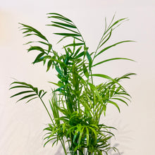 Load image into Gallery viewer, Parlour Palm
