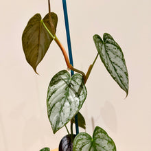 Load image into Gallery viewer, Philodendron Brandtianum
