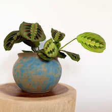 Load image into Gallery viewer, Red Vein Maranta
