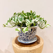 Load image into Gallery viewer, Snow Queen Pothos
