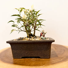 Load image into Gallery viewer, Variegated Ficus Benjamin’s
