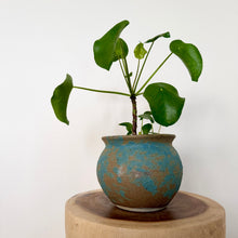 Load image into Gallery viewer, Chinese Money Plant
