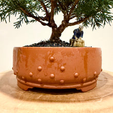 Load image into Gallery viewer, Shimpaku Juniper
