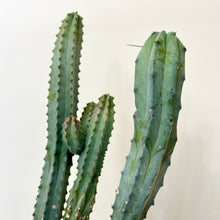 Load image into Gallery viewer, Blue Torch Cactus

