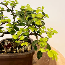 Load image into Gallery viewer, Chinese Elm
