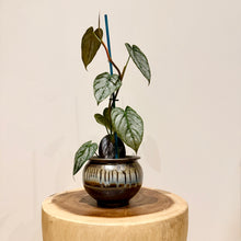 Load image into Gallery viewer, Philodendron Brandtianum
