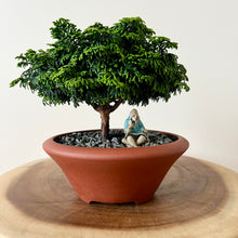 Load image into Gallery viewer, Dwarf Hinoki Cypress
