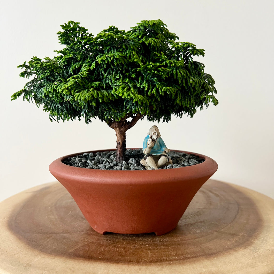 Dwarf Hinoki Cypress