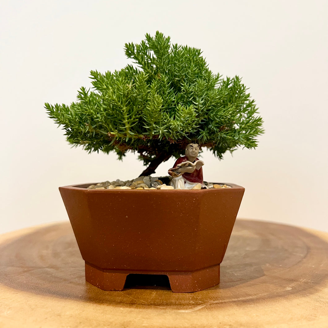 Petite Juniper Squamata