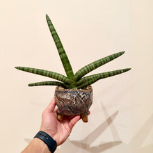 Load image into Gallery viewer, Sansevieria Boncel
