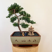 Load image into Gallery viewer, Juniper Squamata (Large)
