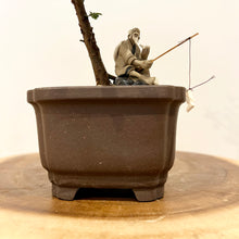 Load image into Gallery viewer, Chinese Elm
