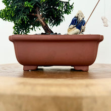 Load image into Gallery viewer, Hinoki Cypress
