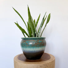 Load image into Gallery viewer, Sansevieria Silver Princess
