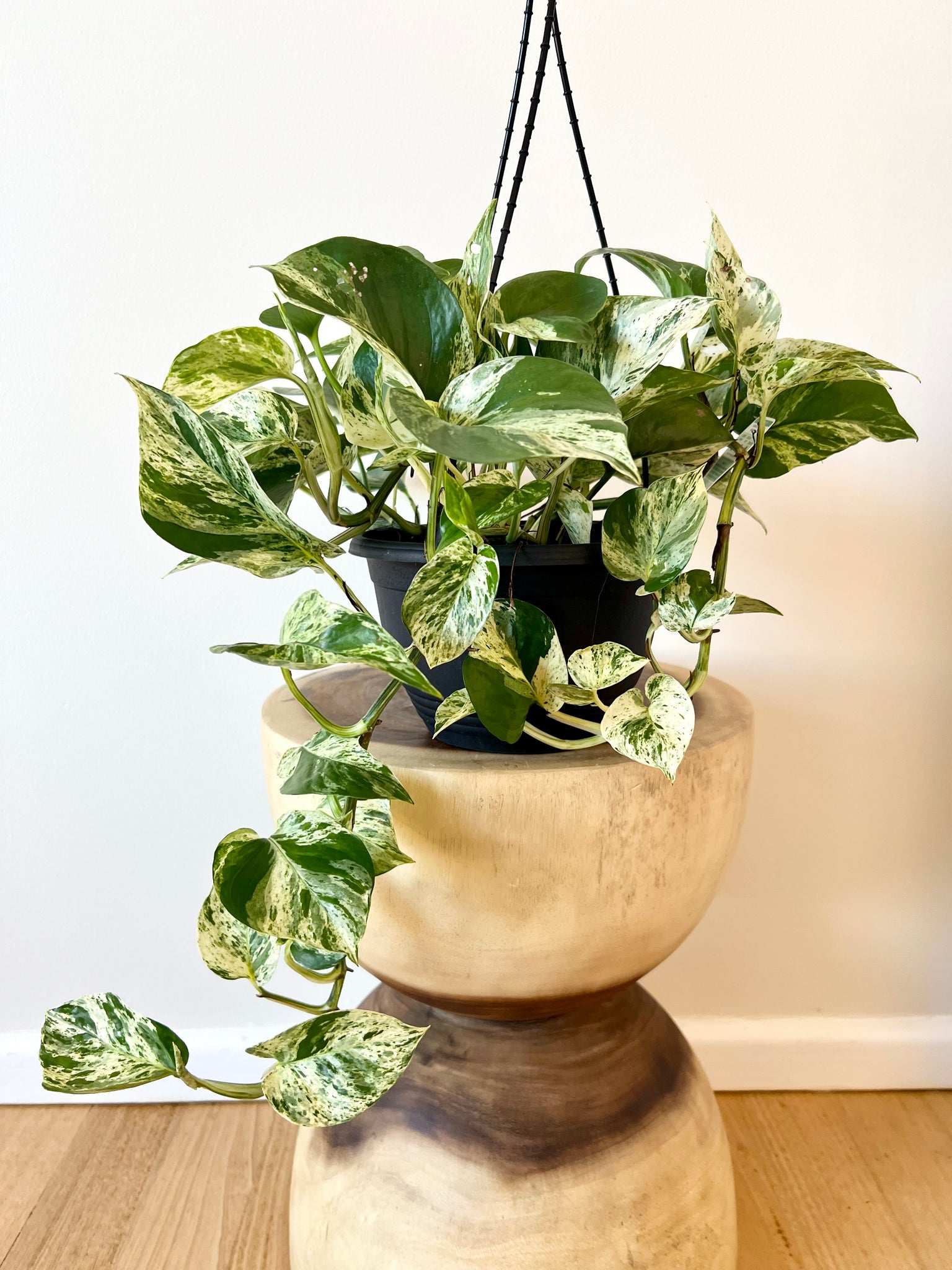 marble hanging plant Marble Queen Hanging Basket – B&G Plants and Pottery