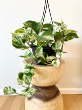 Load image into Gallery viewer, Marble Queen Hanging Basket
