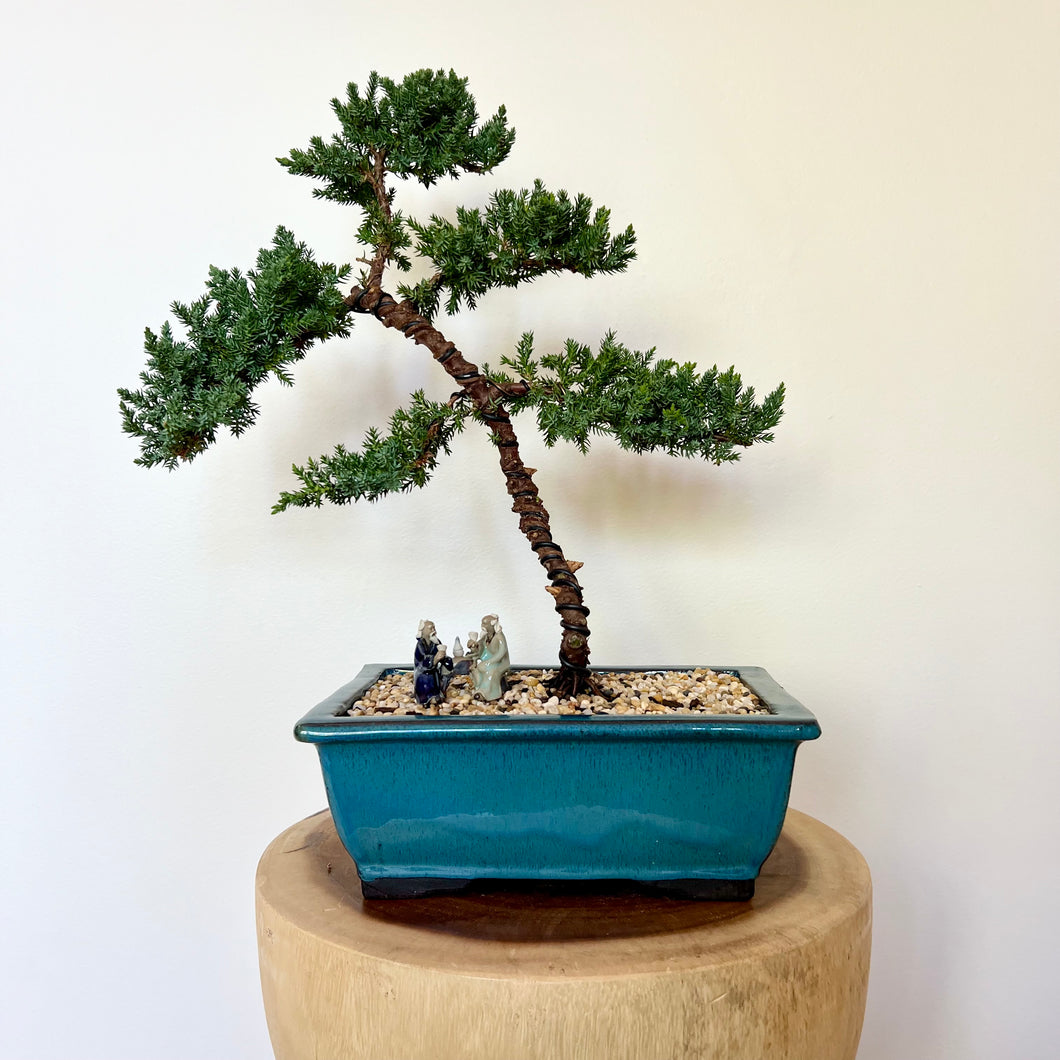 Juniper Squamata