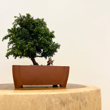 Load image into Gallery viewer, Japanese Red Cedar
