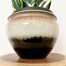 Load image into Gallery viewer, Sansevieria Lotus Hahnii
