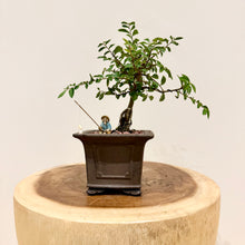 Load image into Gallery viewer, Chinese Elm
